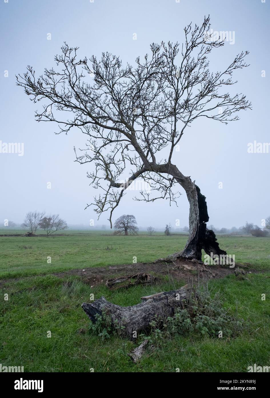 Un vecchio albero piegato e contorto senza foglie, adagiato contro un cielo invernale in una mattina misteriosa, Warwickshire, Inghilterra. Foto Stock