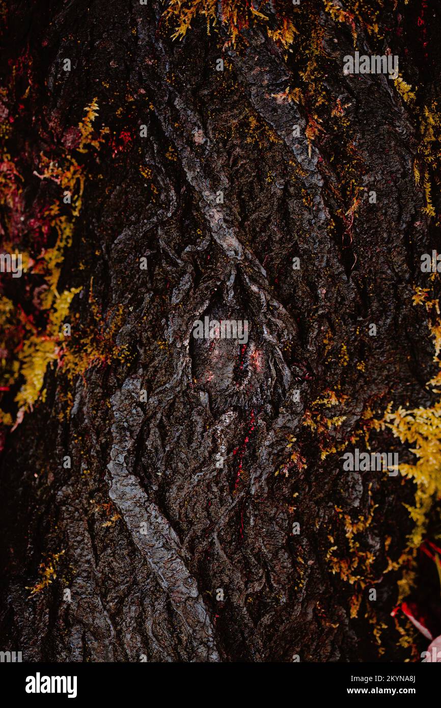 albero scuro moody mistico corteccia sfondo texture con muschio Foto Stock