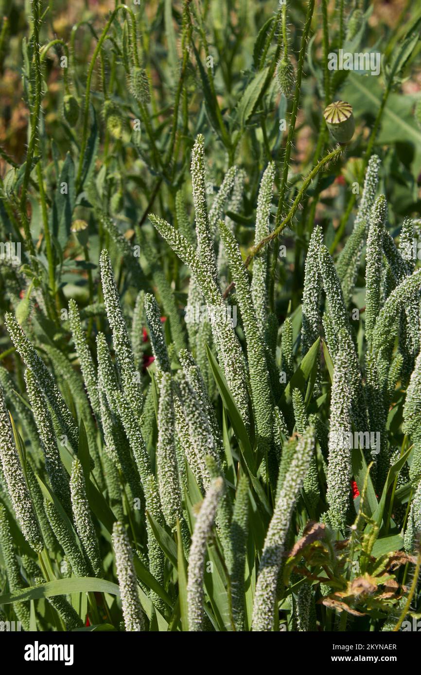 Phleum pratense erba in fiore Foto Stock