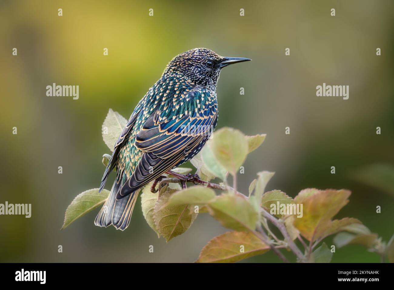 Stellato europeo, Sturnus vulgaris, seduto su un ramo di un albero di mela in autunno, piume buff capovolto dopo la molitura, Germania Foto Stock