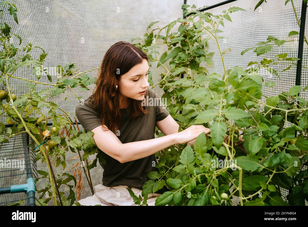 Giovane donna che esamina la pianta di pomodoro in orto Foto Stock