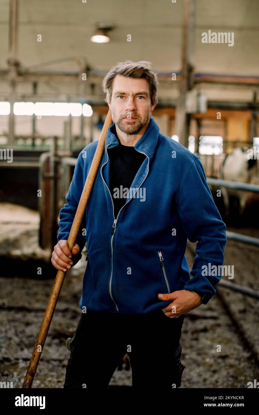 Coltivatore in piedi con bastone di legno a fattoria di bestiame bovino Foto Stock