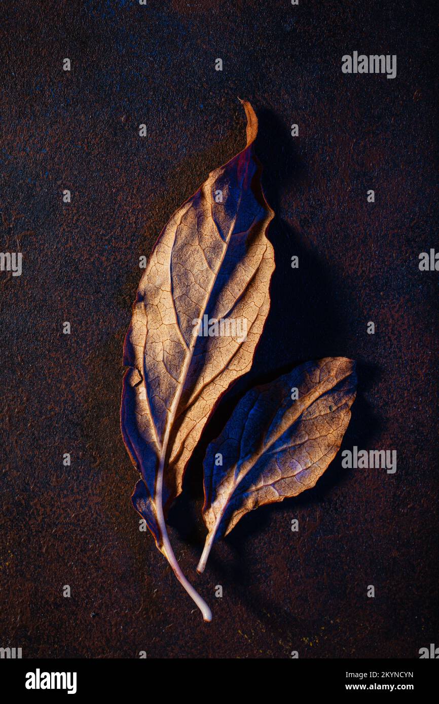 scuro moody sbiadito marrone e blu foglia sfondo autunno, decadimento caduta Foto Stock