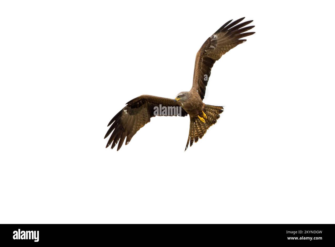 Aquilone nero (Milvus migrans) che vola su sfondo bianco Foto Stock