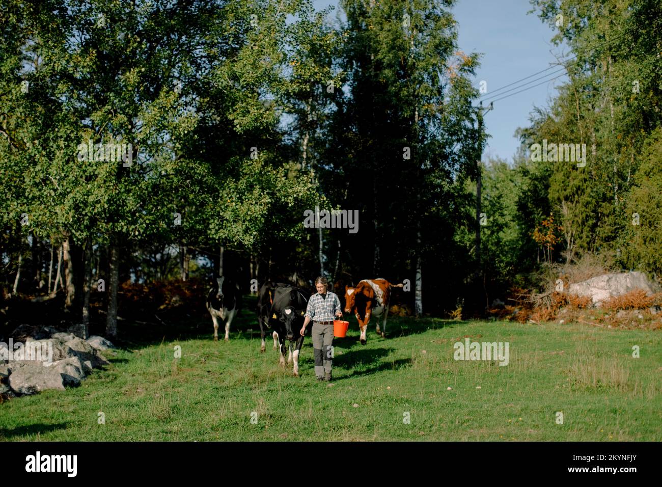 Femmina contadina che tiene il secchio a piedi con le mucche in campo il giorno di sole Foto Stock