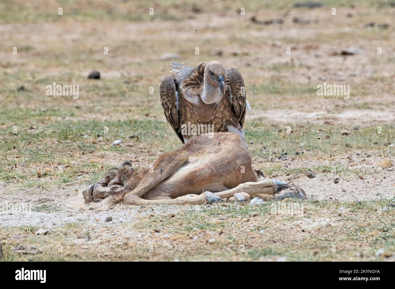 Avvoltoio africano a dorso bianco (Gyps africanus) che si nutre di una carcassa Foto Stock