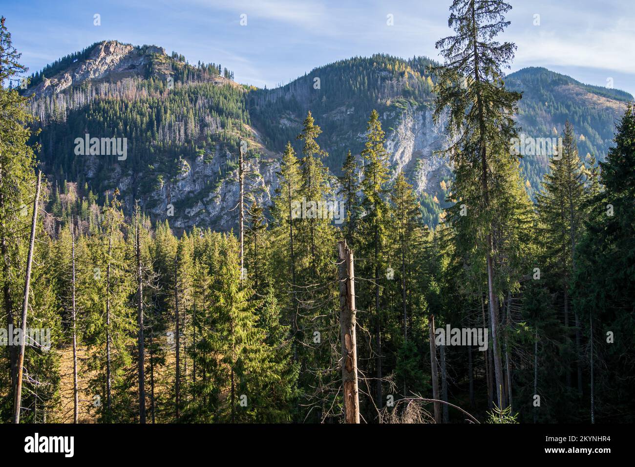Montagne e pini bellissimo paesaggio nel Parco Nazionale degli alti Tatra vicino a Zakopane, Polonia. Foto Stock