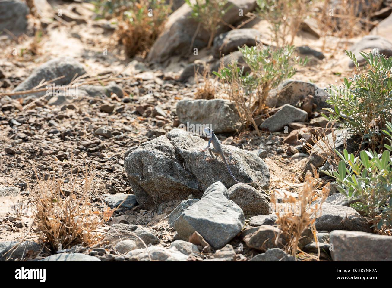 Lucertola nel suo habitat roccioso delle montagne Hajar degli Emirati Arabi Uniti Foto Stock