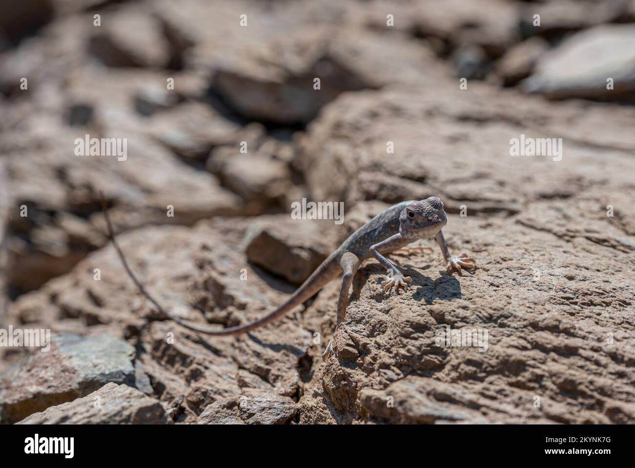 Lucertola nel suo habitat roccioso delle montagne Hajar degli Emirati Arabi Uniti Foto Stock
