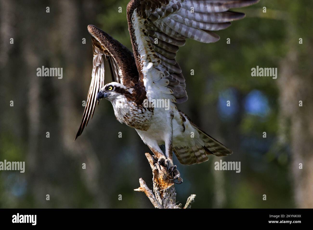Il bellissimo falco pescatore alza le ali per salire e volare al lago Blue Cypress nella Indian River County, Florida. Immagine verticale con spazio di copia ai lati. Foto Stock