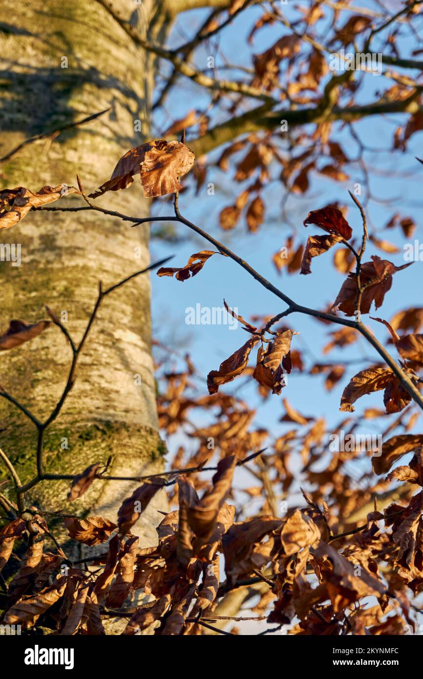 Fagus sylvatica Faggio e foglie in autunno. Foto Stock