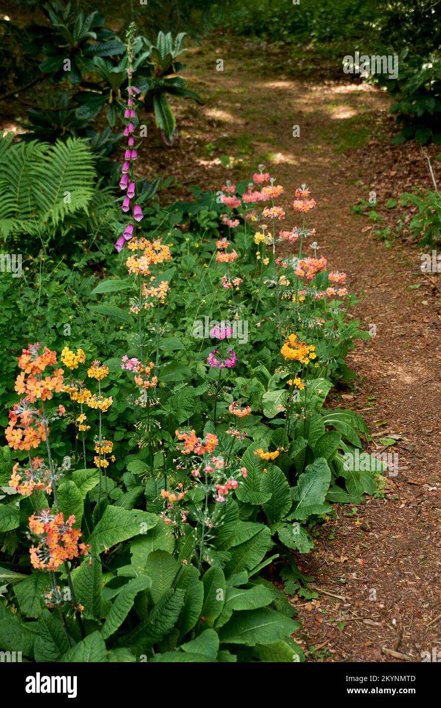 Un sentiero in un giardino boscoso con primule, foxguanto e felci. Foto Stock