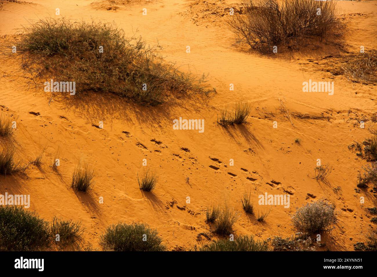 Oryx piste nella sabbia 5009 Foto Stock