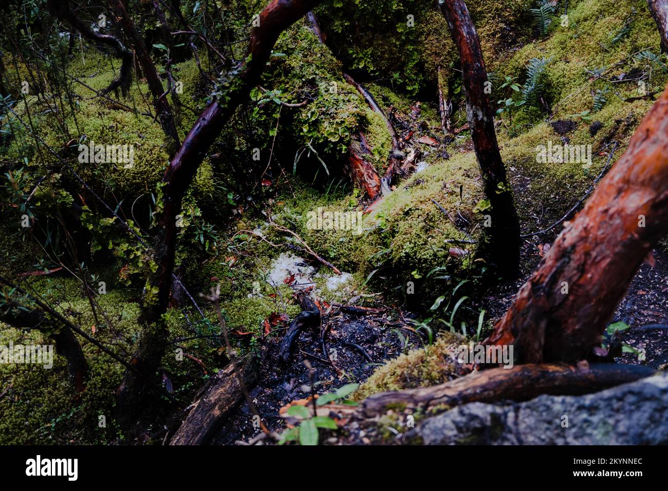 La foresta di alberi di carta (Polylepis) è endemica delle regioni a media e alta quota delle Ande tropicali. Parco Nazionale di Cajas, Cuenca, provincia di Azuay, hi Foto Stock