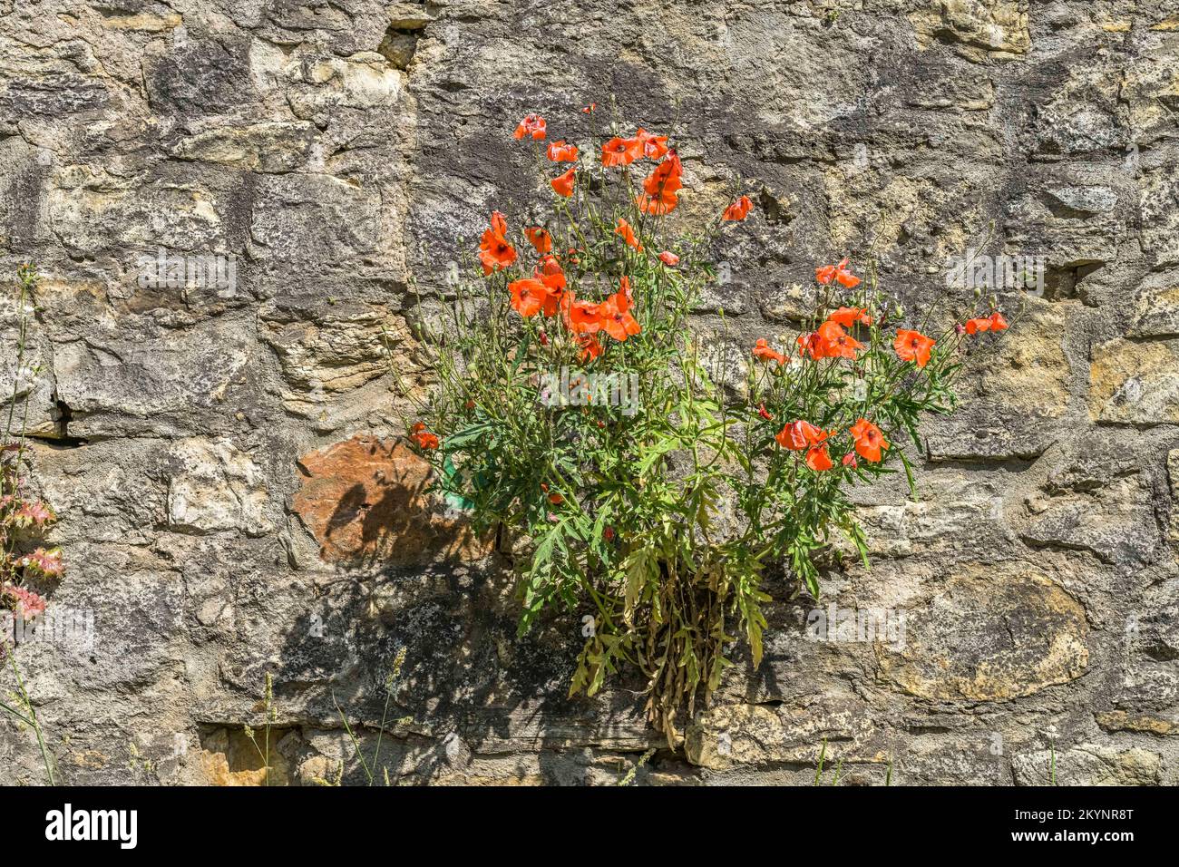 Roter Klatschmohn wächst in Einer Mauer, Walluf, Hessen, Deutschland Foto Stock