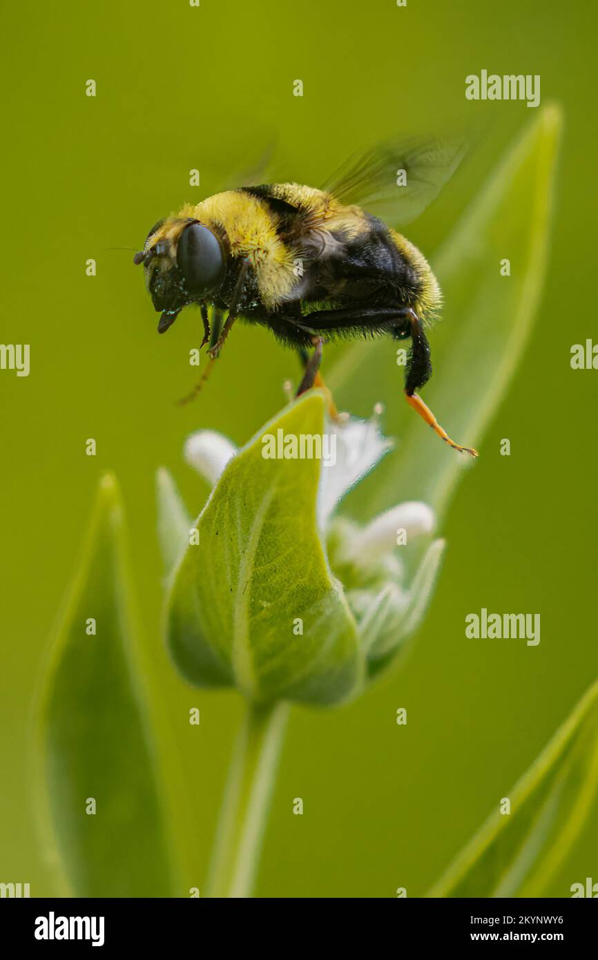 Immagine ravvicinata di un bumblebee che solleva un fiore in una luce soffusa. Fotografato vicino al lago Crystal nella contea di Shasta, California, Stati Uniti. Foto Stock