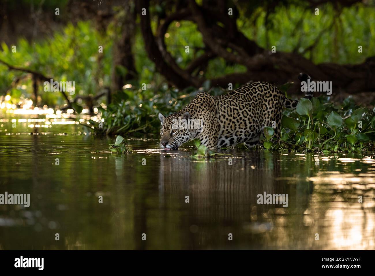 Una Jaguar acqua potabile nel Pantanal del Brasile. Foto Stock