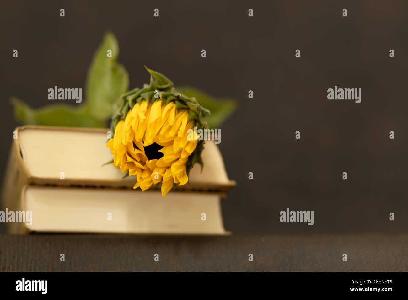 Un girasole insoffiato giace su una pila di libri su uno sfondo scuro Foto Stock