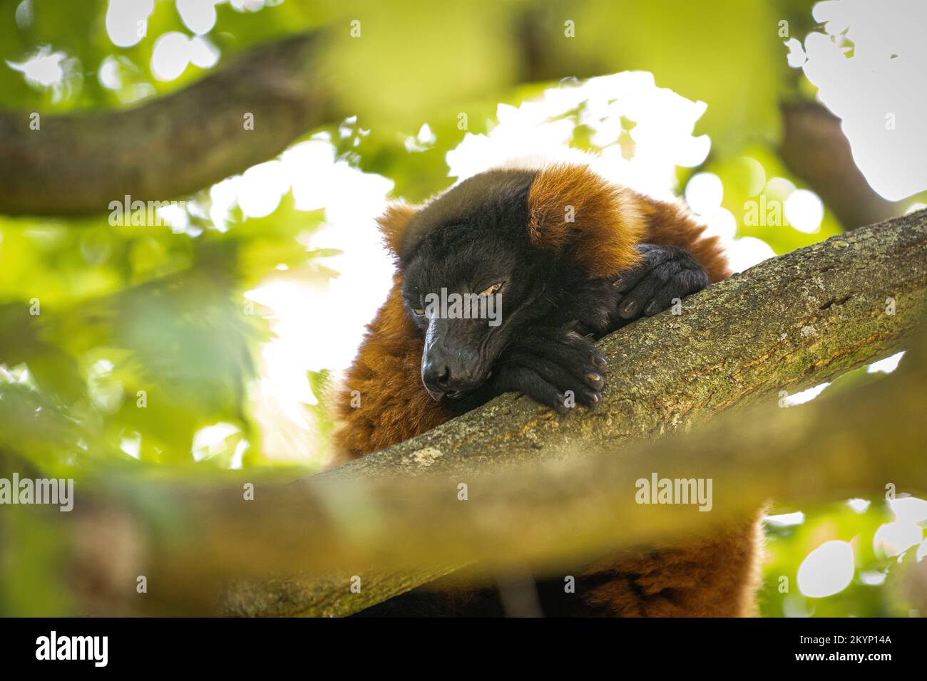 animale Foto Stock