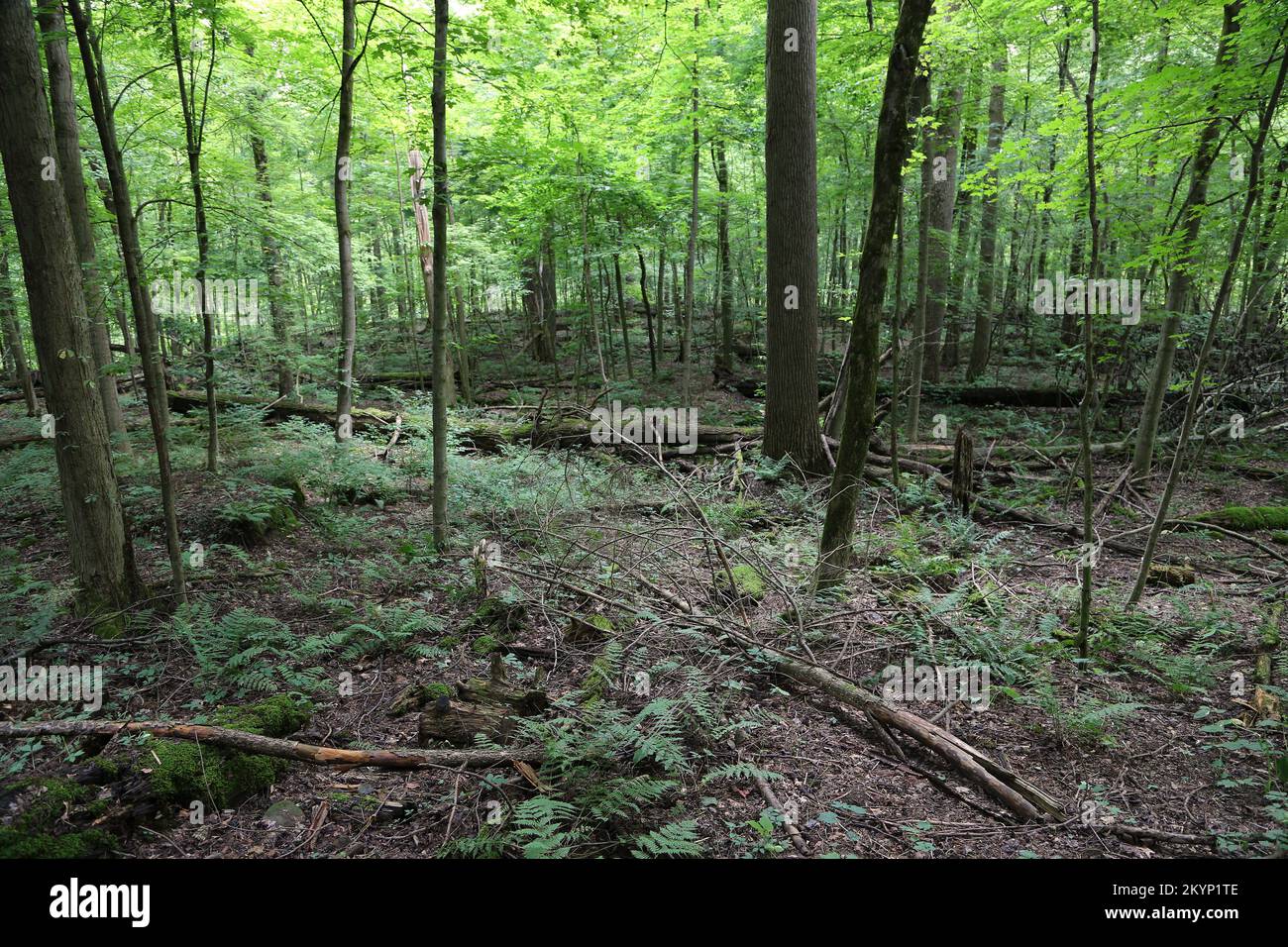 Cuyahoga Valley National Park, Ohio Foto Stock