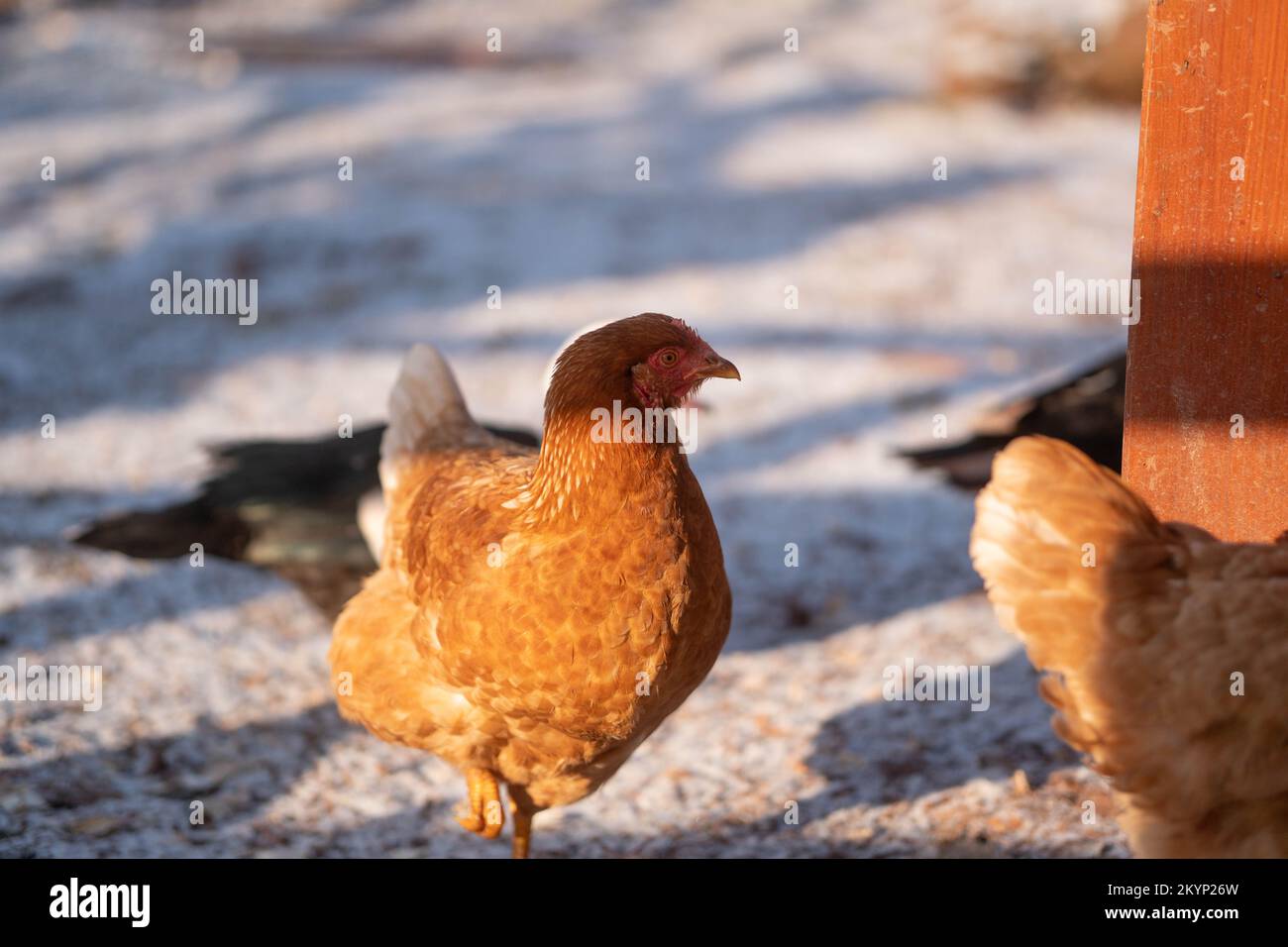 Hen rosso nella neve. Gamma libera e razza biologica Hen. Eco allevamento di uccelli domestici. Foto Stock