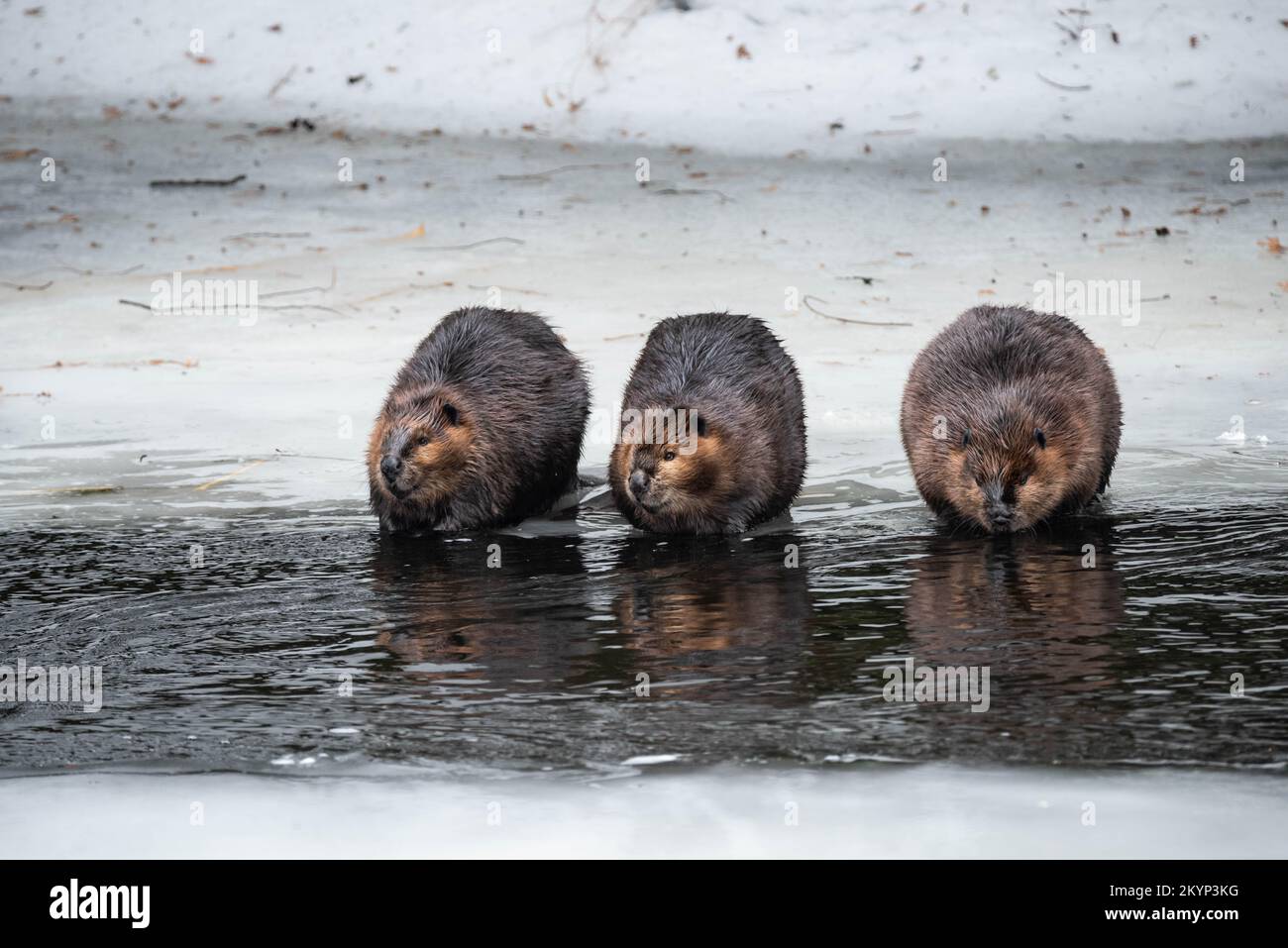 Tre membri Canadian Beaver Family sul ghiaccio in primavera Foto Stock