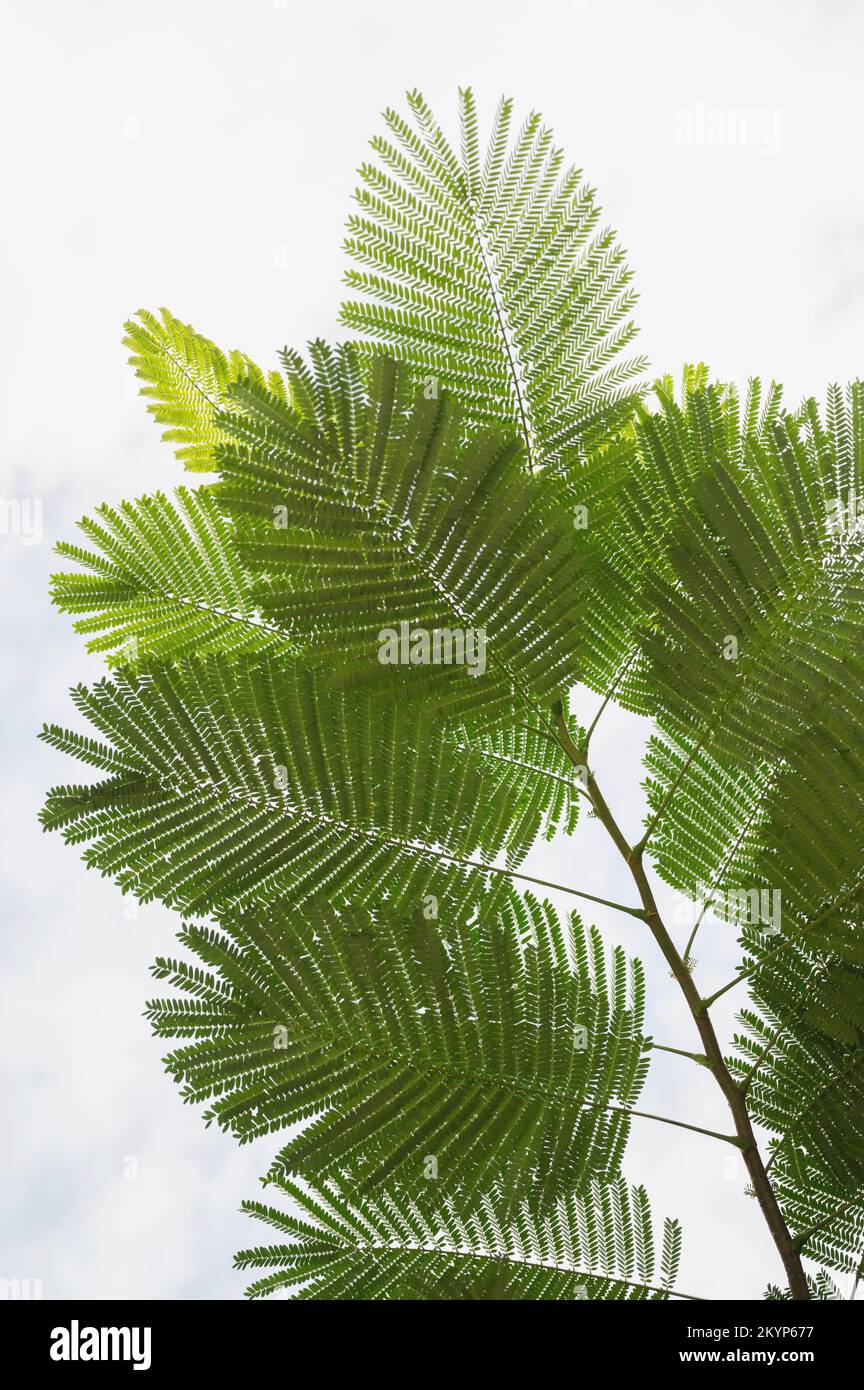 Ramo di albero tropicale con foglia isolatedon sfondo bianco Foto Stock