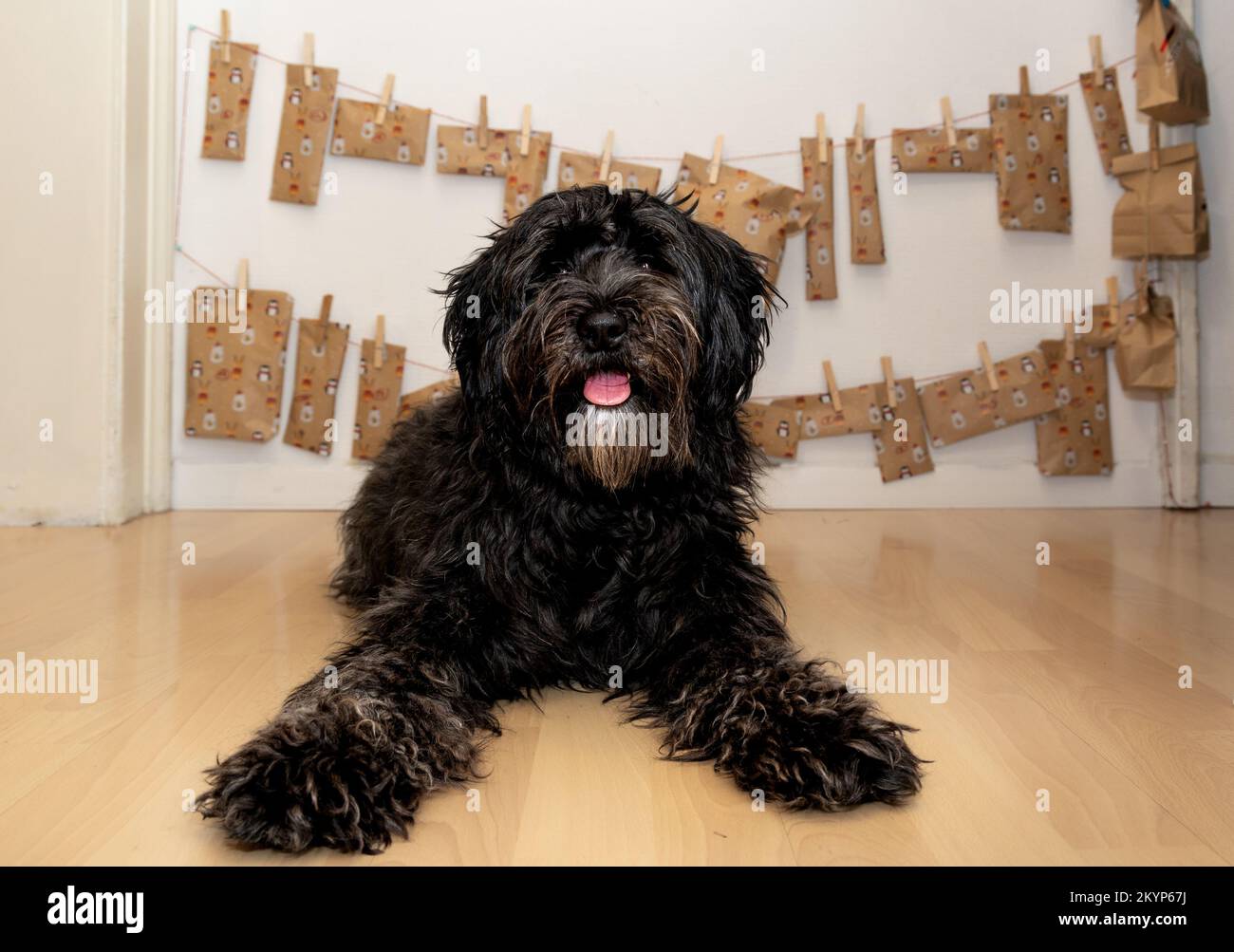 Il cane felice sta posando di fronte al proprio sé fatto calendario dell'avvento - il ladradoodle è diventato un amato membro della famiglia Foto Stock