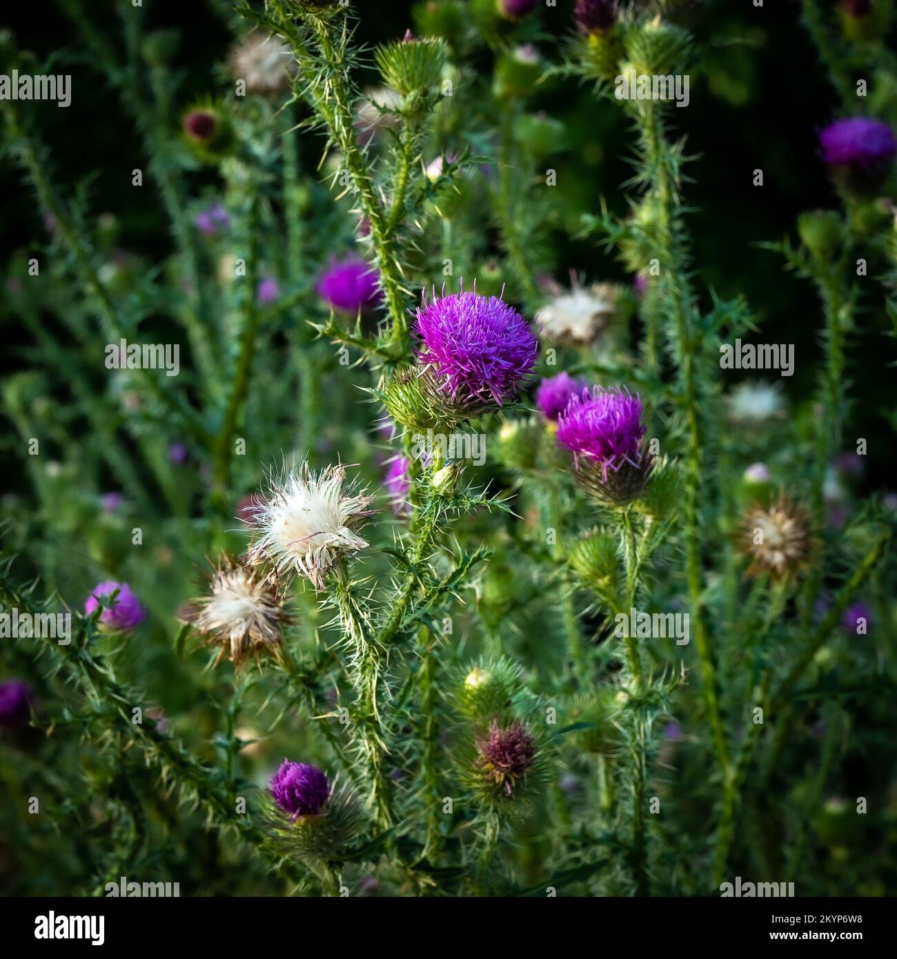 Piante di cardo, acantoidi Carduus, con fiori di fiori viola e fiori più vecchi di diversi colori. Foto Stock