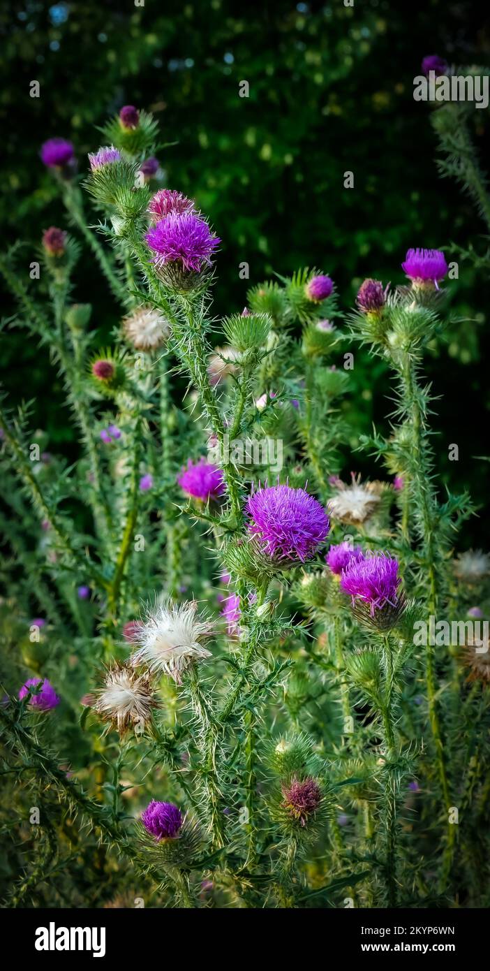 Piante di cardo, acantoidi Carduus, con fiori di fiori viola e fiori più vecchi di diversi colori. Foto Stock