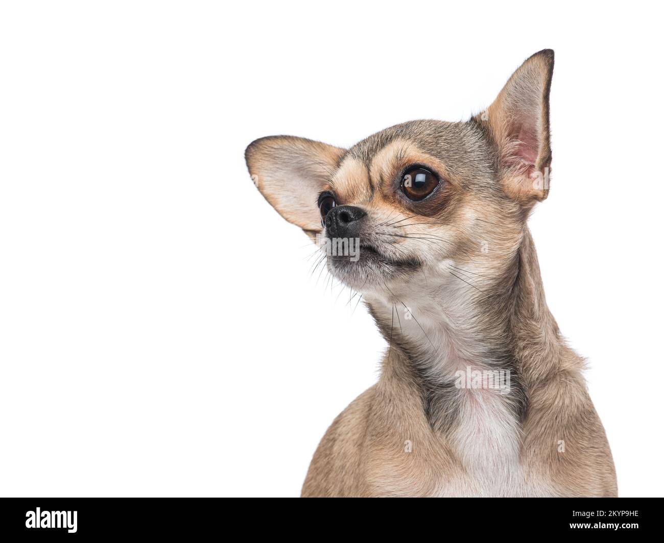 Ritratto di un cane chihuahua che guarda lontano isolato su uno sfondo bianco Foto Stock
