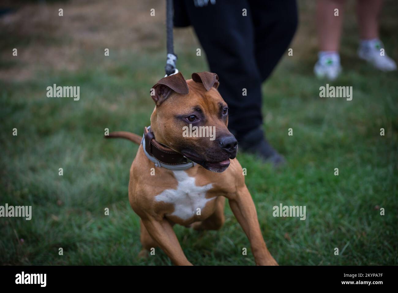 L'American Pit Bull Terrier Foto Stock