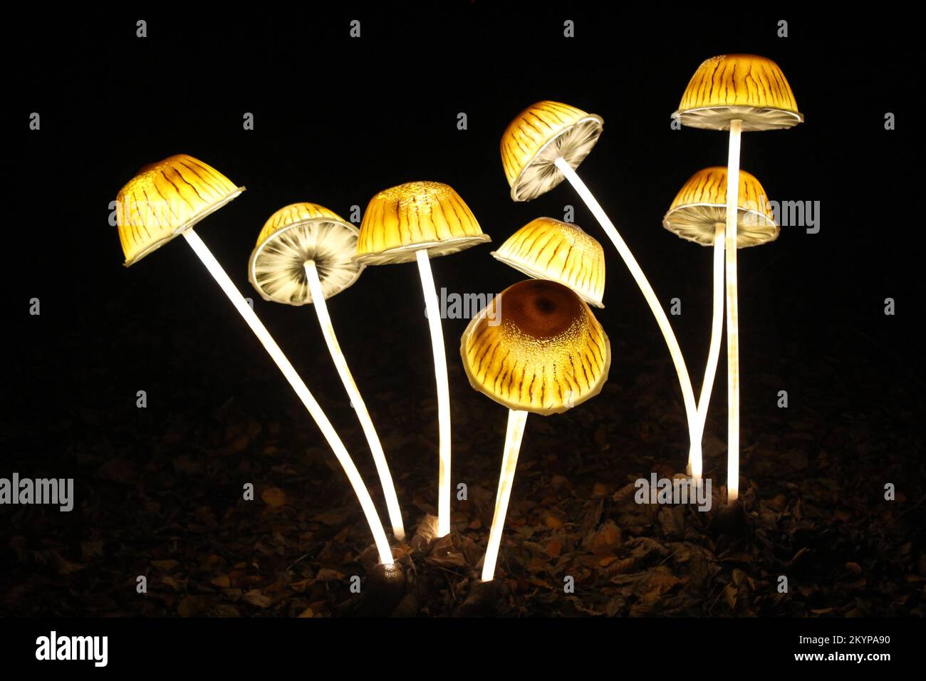 Suzan Vagoose - Notte delle Lanterne Heligan - funghi Foto Stock