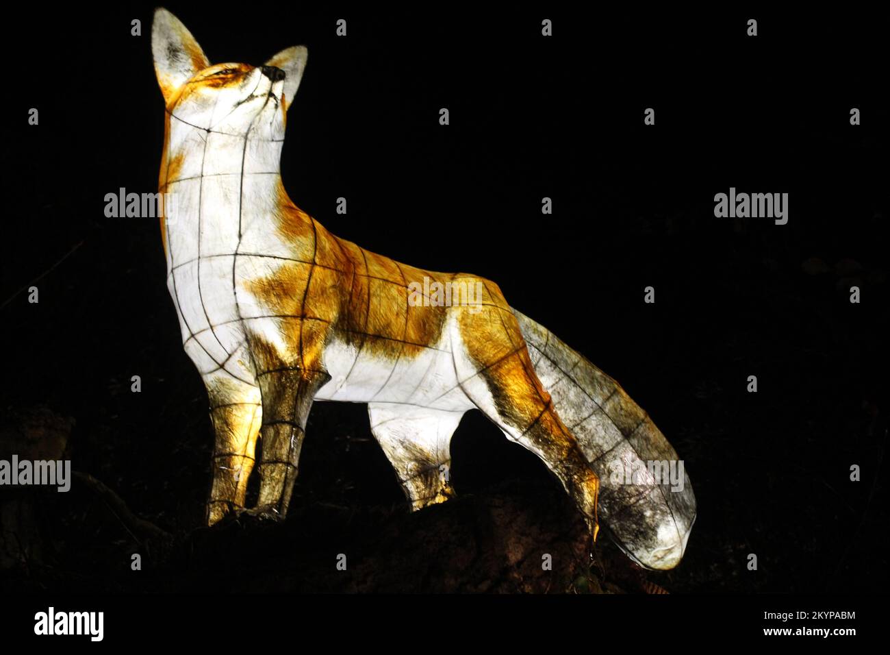 Suzan Vagoose - esperienza notturna delle Lanterne Heligan - Fox Foto Stock