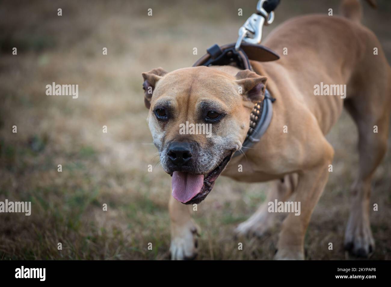 L'American Pit Bull Terrier Foto Stock