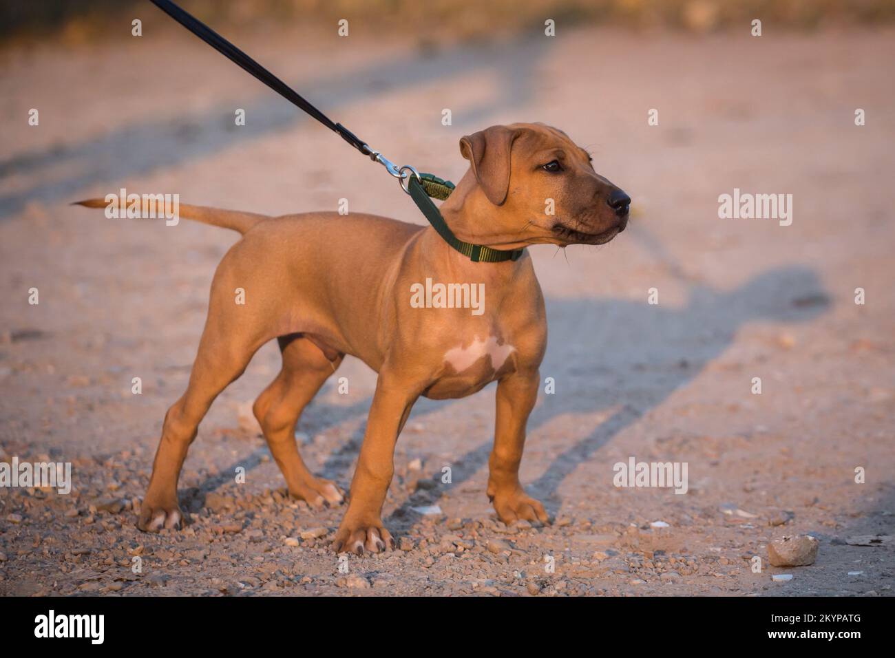 L'American Pit Bull Terrier cucciolo Foto Stock