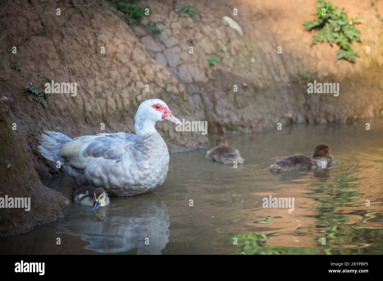 Famiglia d'anatra di Muscovy - anatra madre e le sue anatre che nuotano in uno stagno Foto Stock