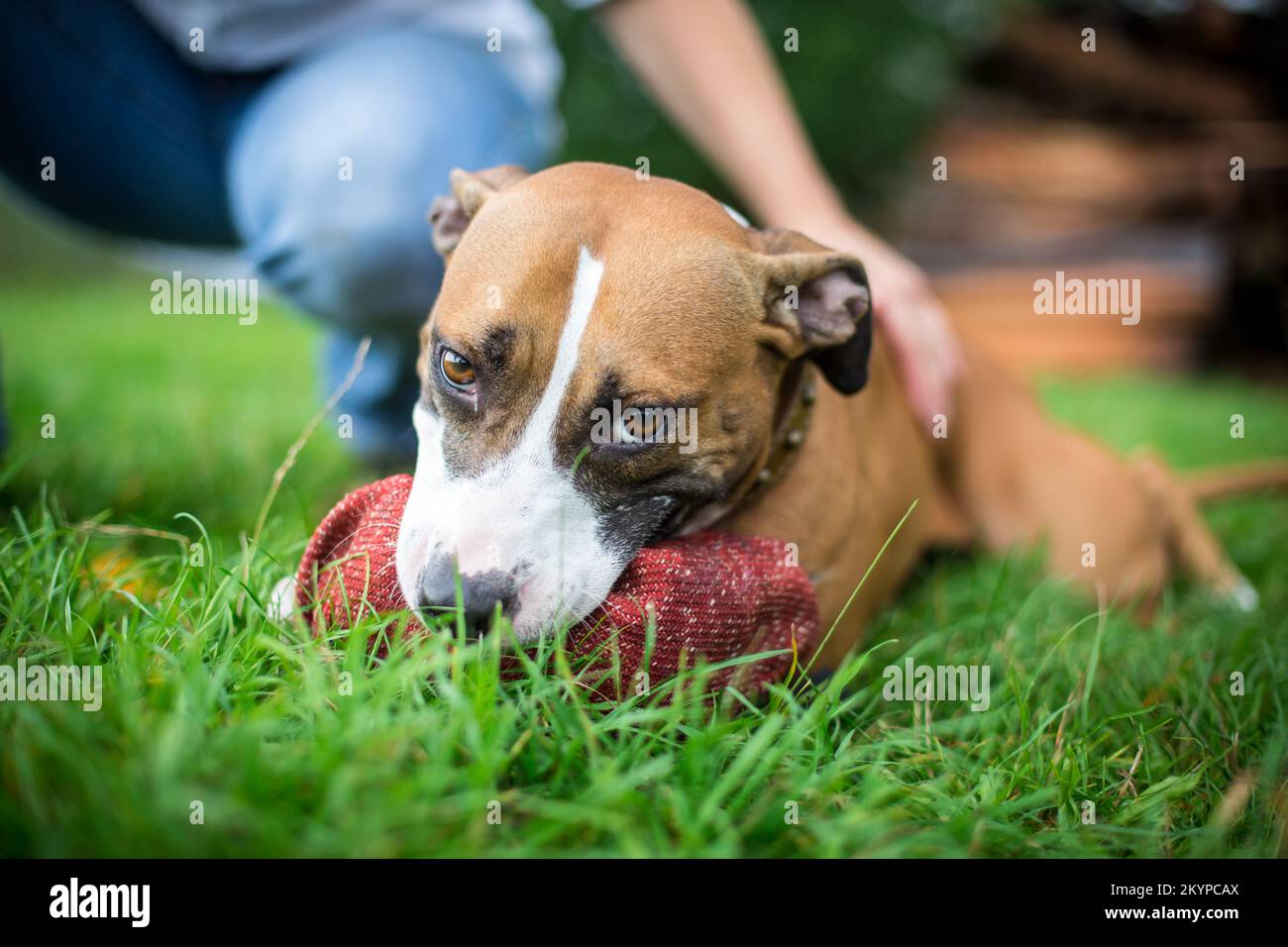 American Pit Bull Terrier con giocattolo Foto Stock