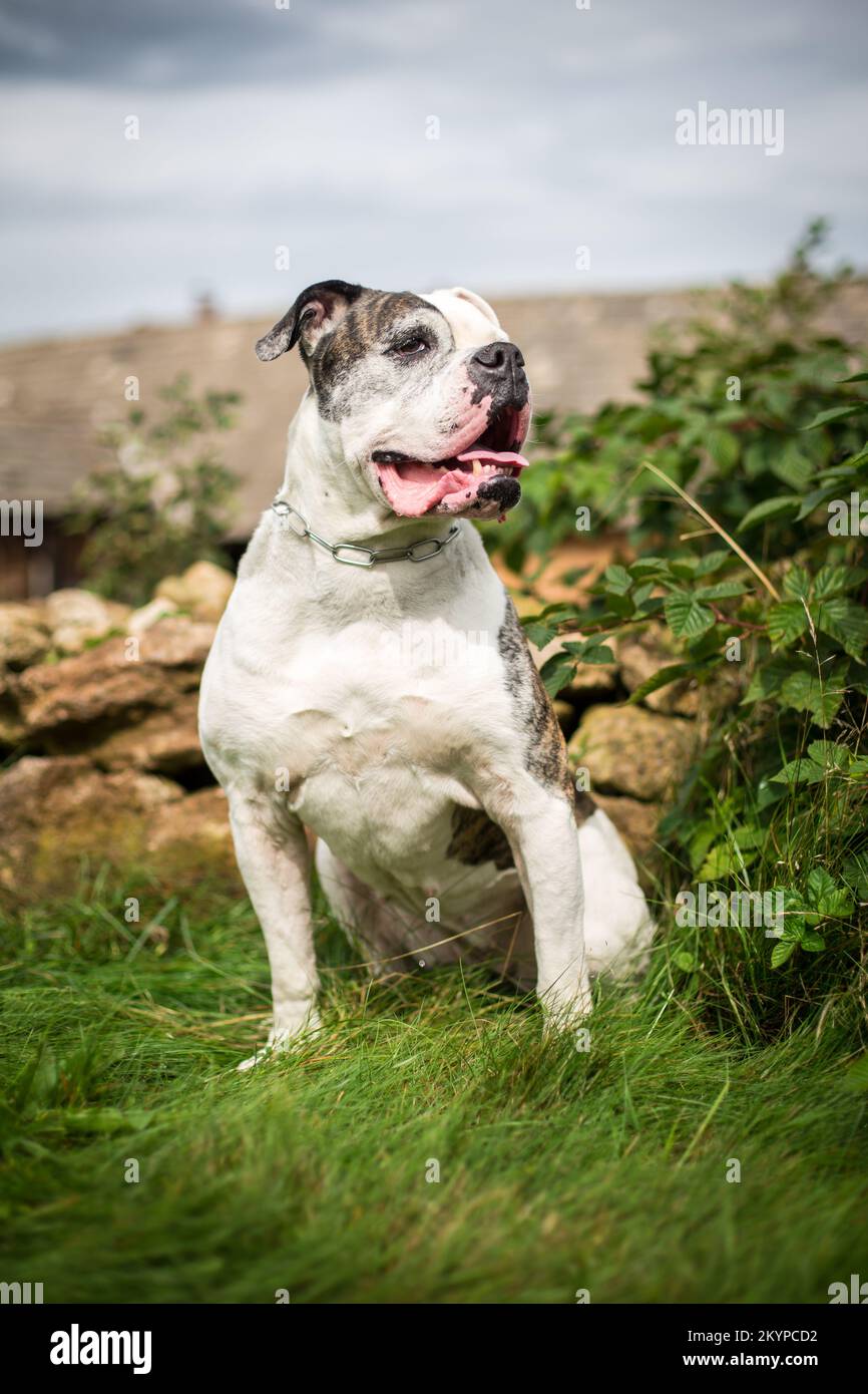 Bulldog americano Foto Stock
