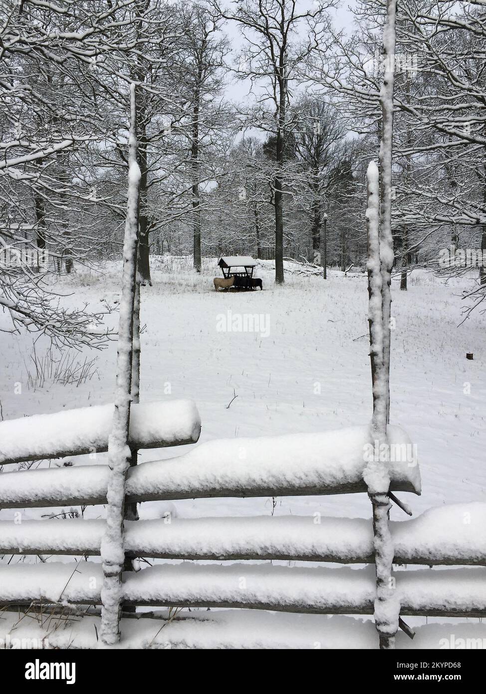 Pecore che vengono nutrite in una zona di alimentazione all'aperto in un paddock in un paesaggio invernale con neve. Foto Stock