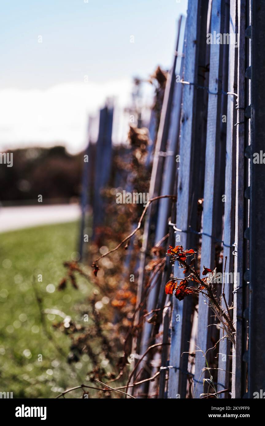 Blue Fence in autunno Foto Stock