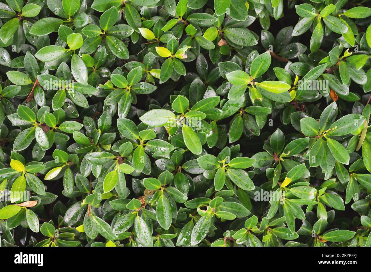 Verde wet foglie di sfondo texture. Fogliame di carta da parati pianta Foto Stock