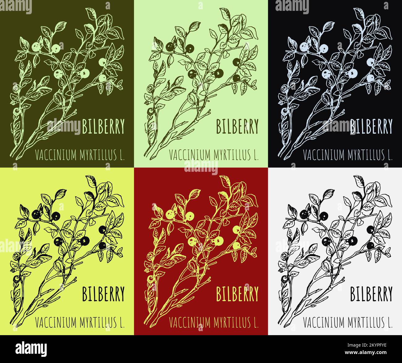 Set di disegni vettoriali di mirtilli in diversi colori. Illustrazione disegnata a mano. Nome latino Vaccinium myrtillus L. Foto Stock