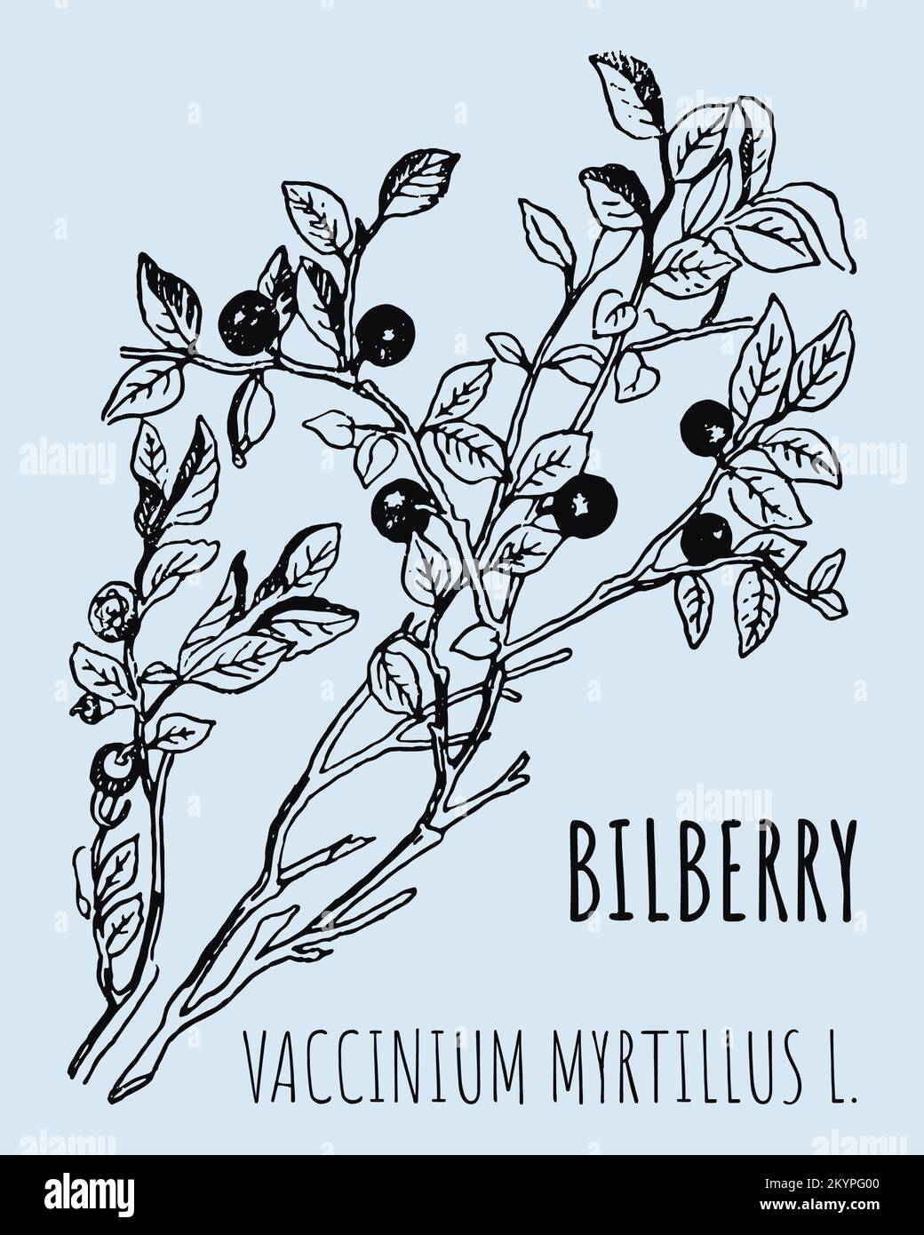 Disegni vettoriali di mirtilli. Illustrazione disegnata a mano. Nome latino Vaccinium myrtillus L. Foto Stock