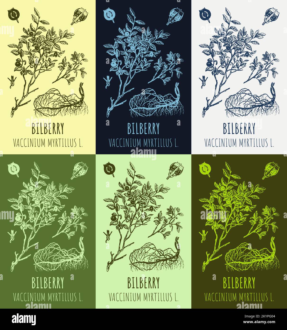 Set di disegni vettoriali di mirtilli in diversi colori. Illustrazione disegnata a mano. Nome latino Vaccinium myrtillus L. Foto Stock