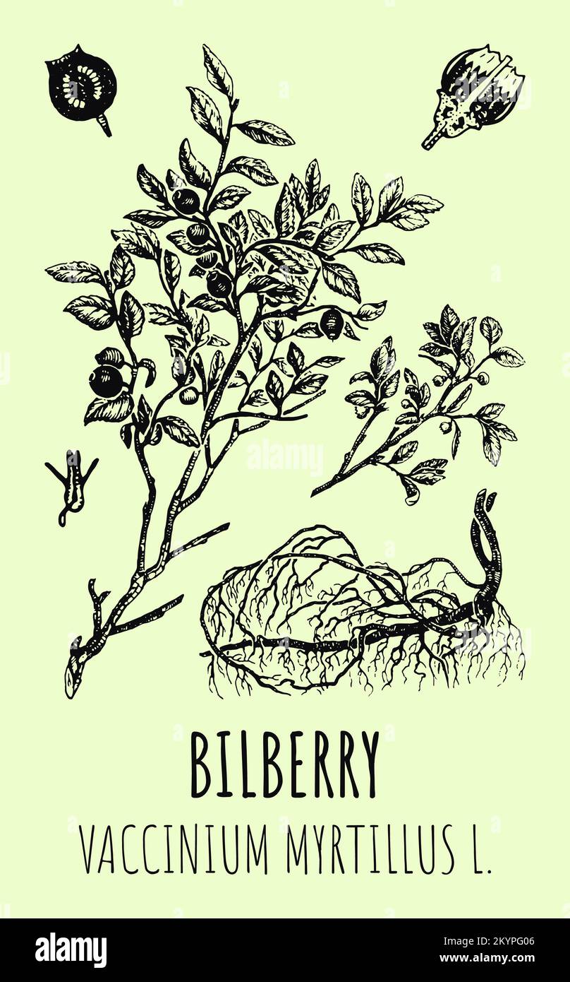 Disegni vettoriali di mirtilli. Illustrazione disegnata a mano. Nome latino Vaccinium myrtillus L. Foto Stock