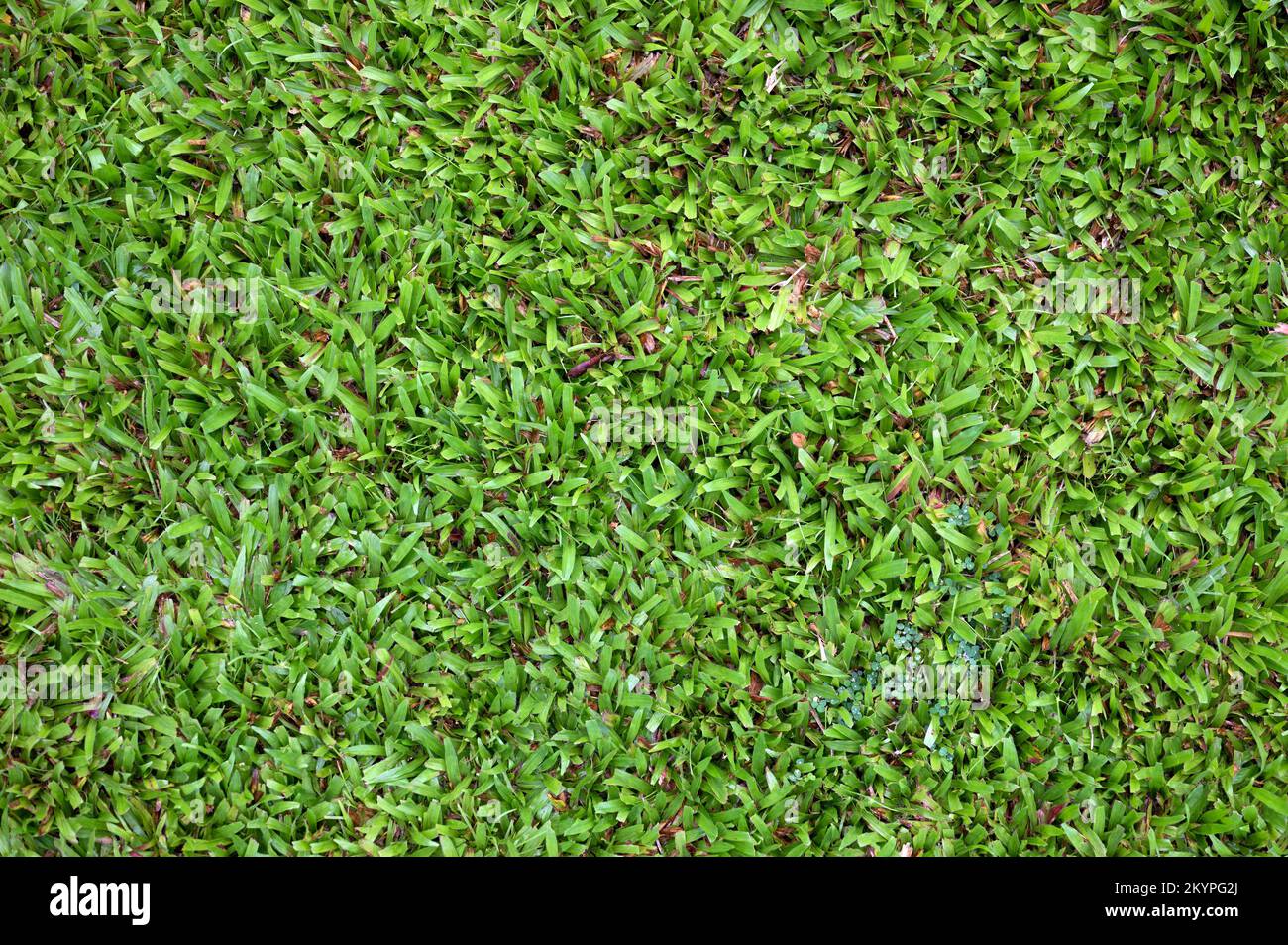 Verde umido taglio fresco di erba texture sfondo primo piano vista Foto Stock