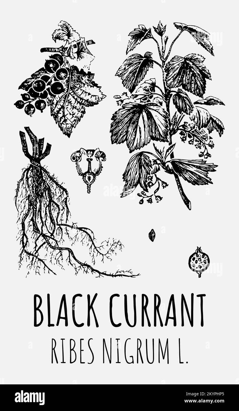 Disegni vettoriali di ribes nero. Illustrazione disegnata a mano. Nome latino RIBES NIGRUM L. Foto Stock