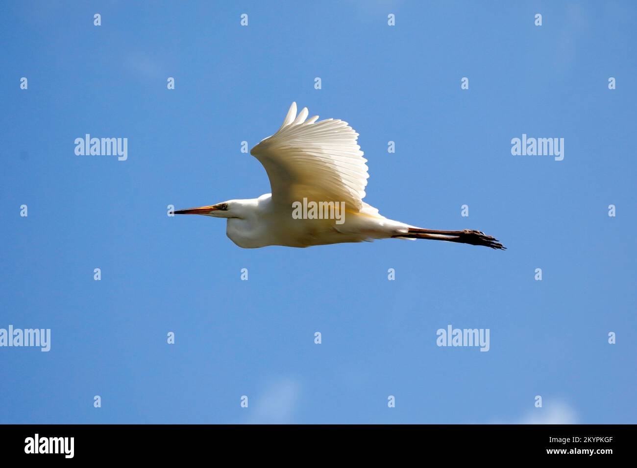 Airone bianco che vola isolato contro un cielo luminoso Foto Stock