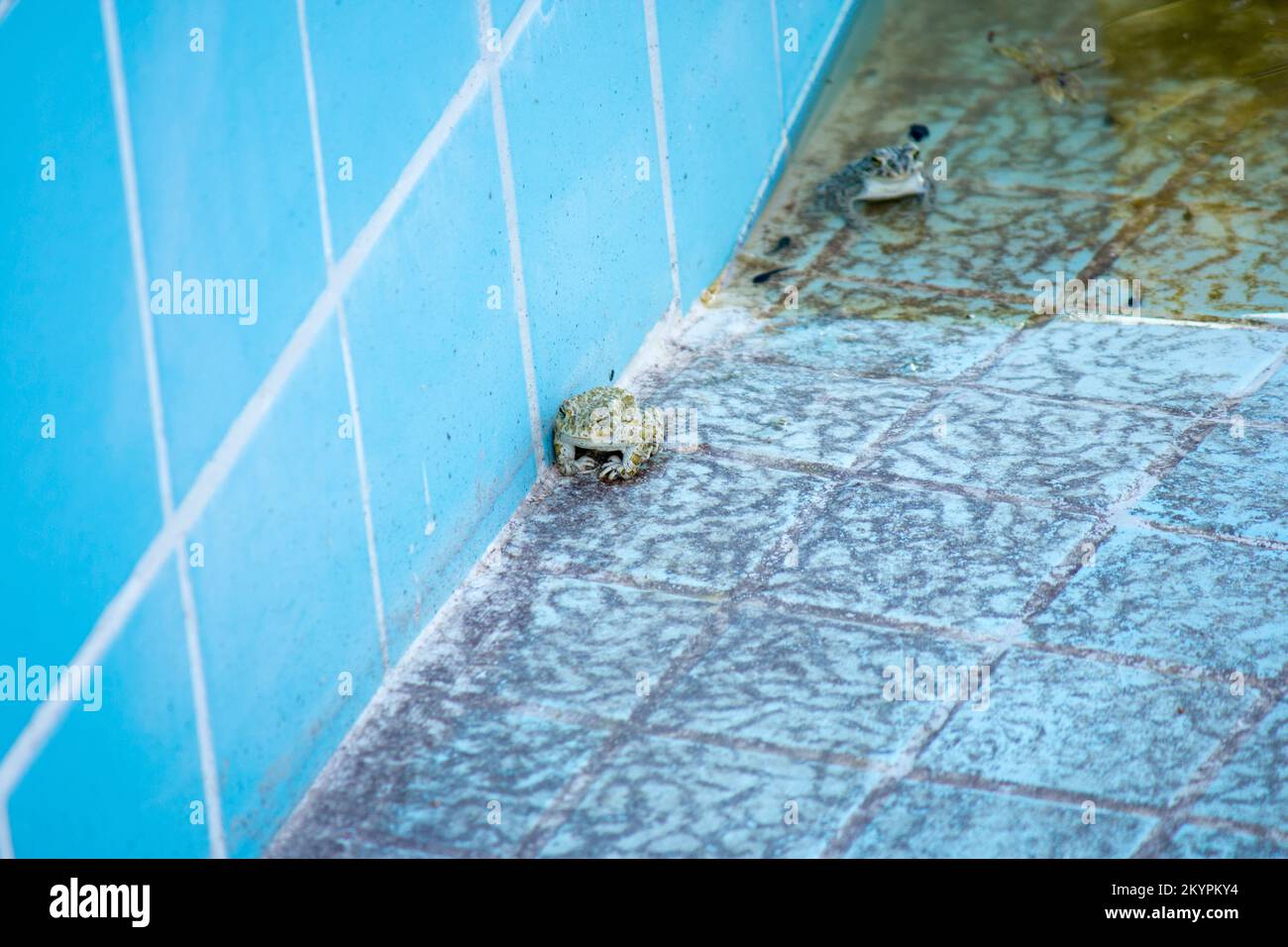 una piccola rana nella piscina vuota, una piccola rana nella piscina vuota Foto Stock